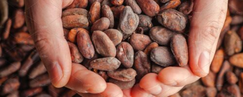 Cocoa Beans