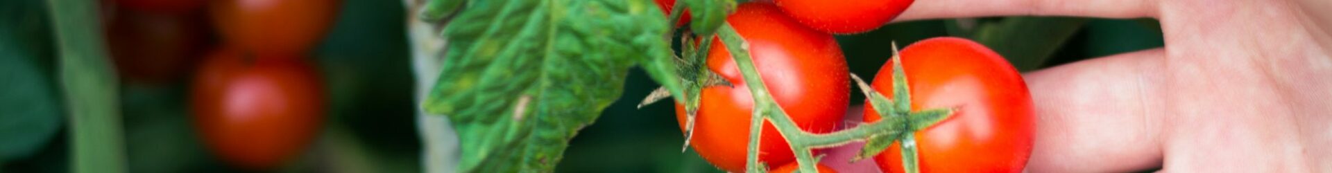 Cherry Tomatoe