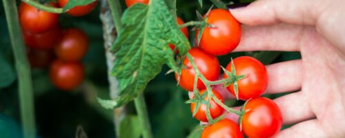 Cherry Tomatoe