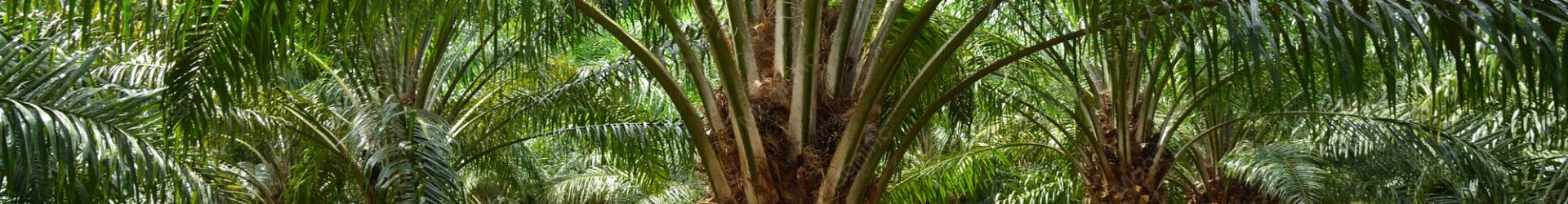 Palm Oil