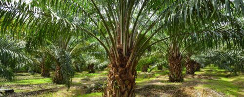 Palm Oil